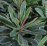 Helena's Blush Euphorbia.png